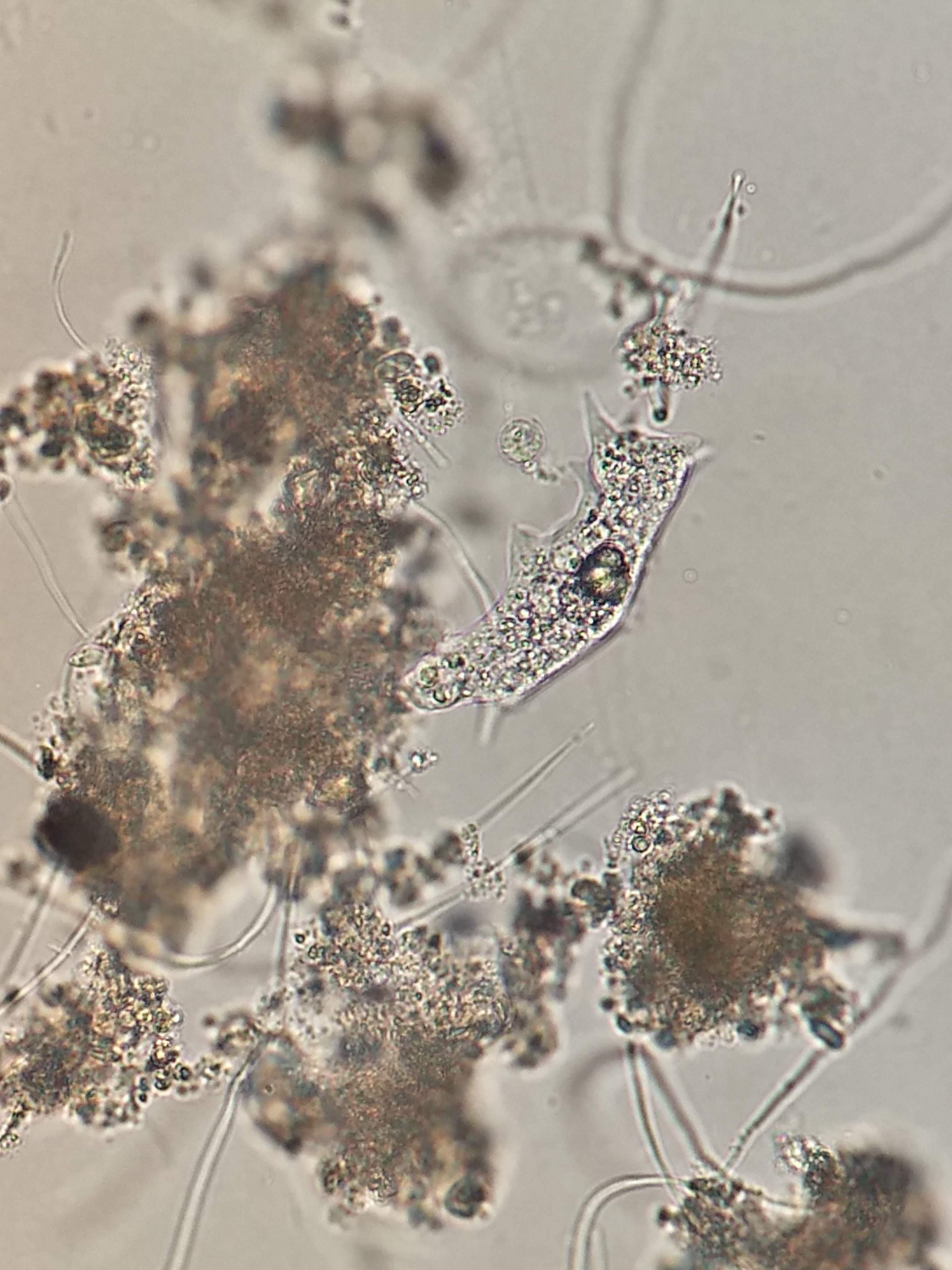 Identificação da microfauna