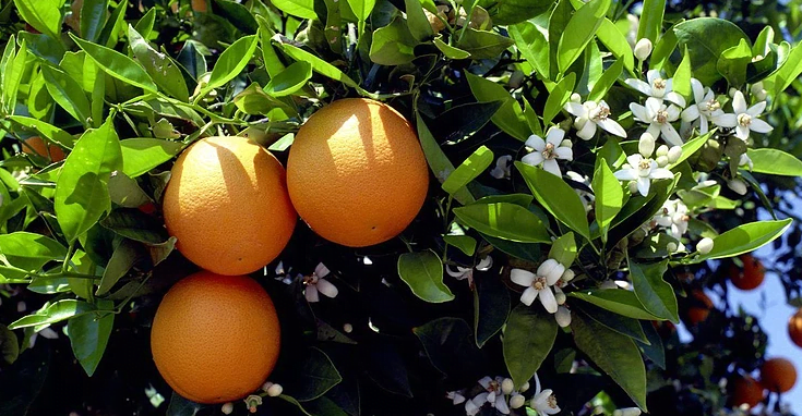 Em Sevilha na Espanha, laranjeiras ajudam a produzir energia, Enzilimp